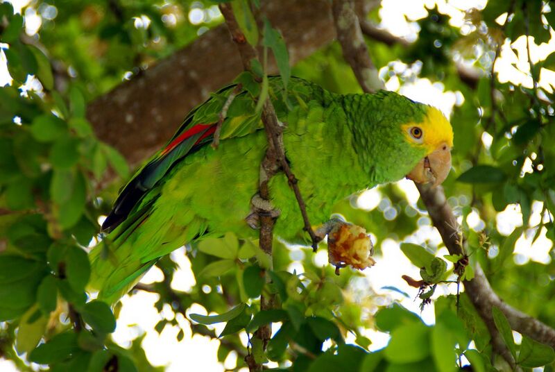 File:Amazona oratrix -eating in tree-8.jpg