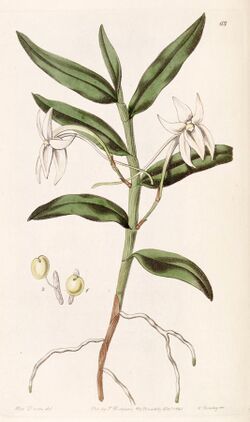 Angraecum mauritianum (as Angraecum gladiifolium) - Edwards vol 26 (NS 3) pl 68 (1840).jpg