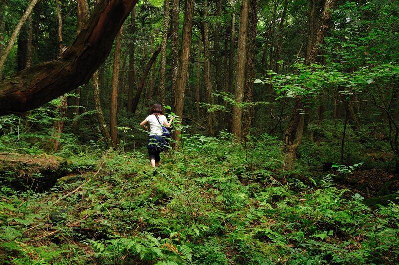 File:Aokigahara forest 03.jpg