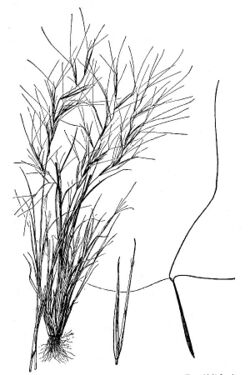 Aristida oligantha HC-1950.jpg