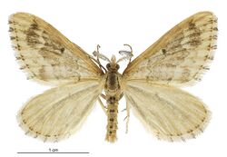 Asaphodes albalineata male.jpg