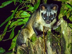 Asian Palm Civet (14157389395).jpg