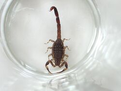 Australian-Scorpion.jpg