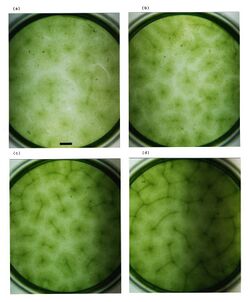 Bioconvection Euglena Concentration series Colour.jpg