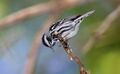 Black-and-white-warbler-109a.jpg