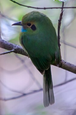 Blue-throated Motmot iNaturalist.jpg