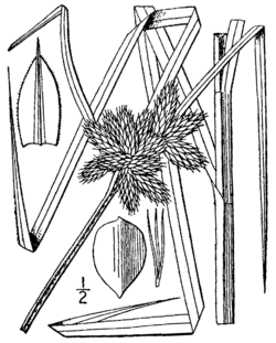 Bolboschoenus robustus (as Schoenoplectus robustus) BB-1913.png