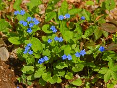 Boraginaceae - Omphalodes verna-5.JPG