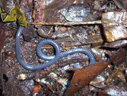 Boulengerula fischeri is a species of caecilian in the family Herpelidae.