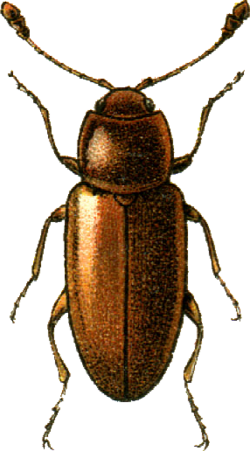 Caenoscelis ferruginea Jacobson.png