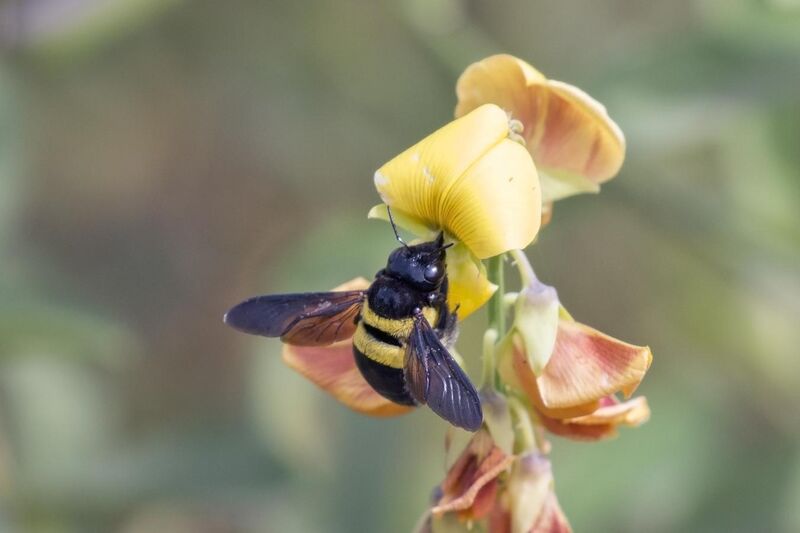 File:Carpenter bee (Xylocopa inconstans).jpg