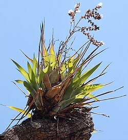 Catopsis berteroniana 1586219.jpg