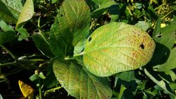 Cercospora Leaf Blight of Soybeans 2.jpg