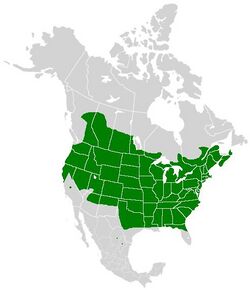 Cercyonis pegala range map.JPG