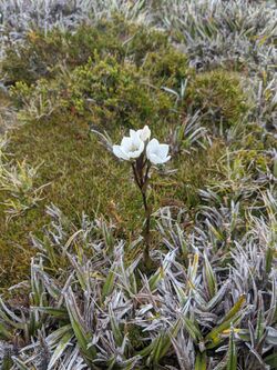 Chionogentias diemensis subsp. diemensis.jpg