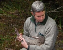 Chris Goulding from DOC holding a great spotted kiwi during a release in Kahurangi National Park.jpg