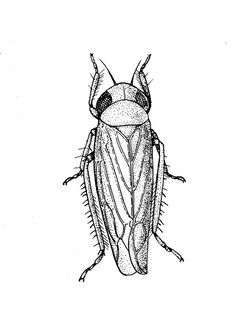 Circulifer tenellus.jpg