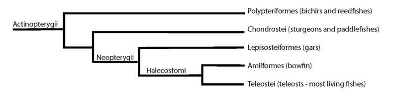 File:Cladogram of basal actinopterygians and neopterygians.png