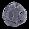 Coccolithus pelagicus 2.jpg