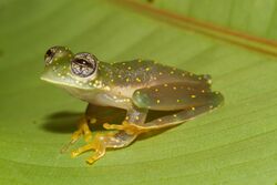 Cochranella albomaculata.jpg