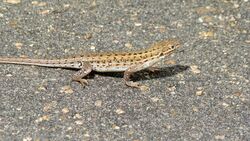 Common Rough-scaled Lizard (Ichnotropis squamulosa) (6029339781).jpg