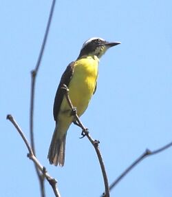Conopias parvus - Yellow-throated Flycatcher.JPG