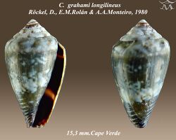 Conus grahami longilineus 1.jpg