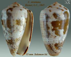 Conus striolatus 1.jpg