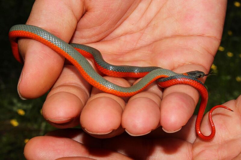 File:Coral-bellied ring-necked snake.jpg