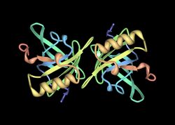 Crystal structure of Equ c 1 dimer.jpg