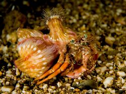 Dardanus pedunculatus (Hermit crab).jpg