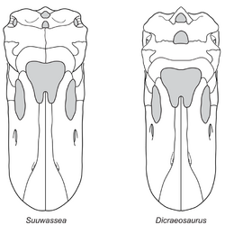 Dicraeosaurid skulls.png