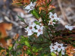 Epacris cerasicollina.jpg