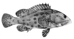 Epinephelus tukula 1866.jpg