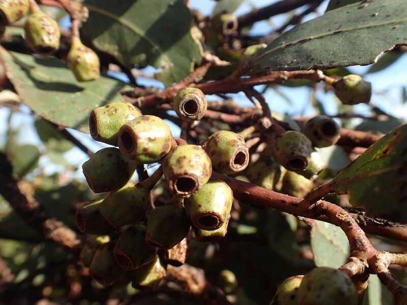 File:Eucalyptus cooperiana fruit(2).jpg