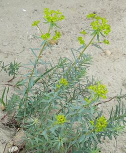 Euphorbia seguieriana RF.jpg