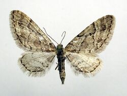 Eupithecia lanceata.jpg