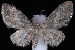 Eupithecia sharronata.JPG