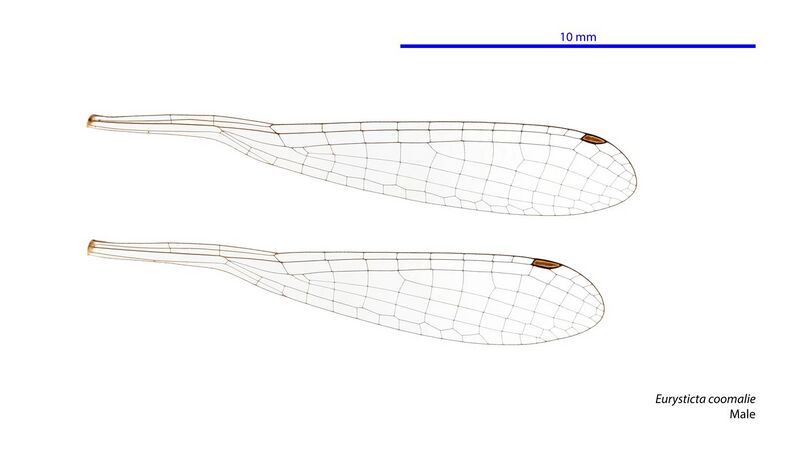 File:Eurysticta coomalie male wings (34788244236).jpg