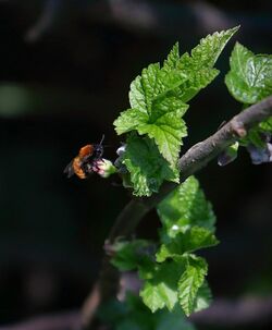 Female Tawny Mining Bee.jpg