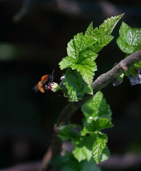 File:Female Tawny Mining Bee.jpg