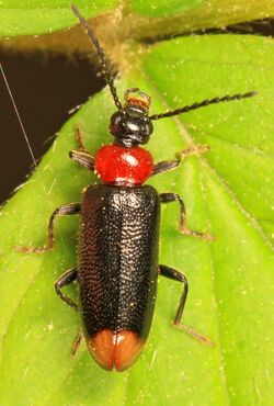 Fire-colored Beetle - Pedalis terminalis, Leesylvania State Park, Woodbridge, Virginia.jpg