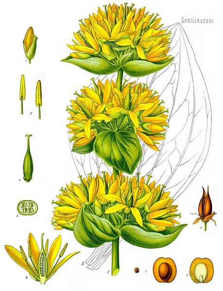 File:Gentiana lutea - Köhler–s Medizinal-Pflanzen-066.jpg