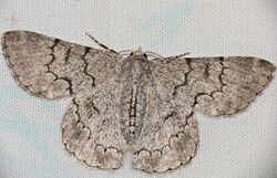Geometrid Moth (Pingasa rhadamaria) (32443503916).jpg