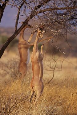 Gerenuks in Samburu.jpg