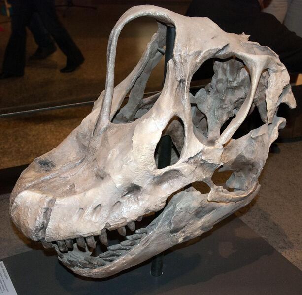 File:Giraffatitan skull in Berlin.jpg