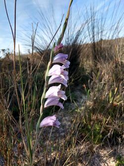 Gladiolus Cape.jpg