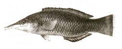Gomphosus pectoralis Day 86.jpg