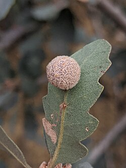 Gray Midrib Gall Wasp imported from iNaturalist photo 57525166 on 26 October 2023.jpg