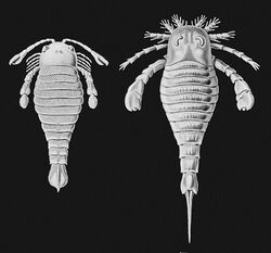 Haeckel-Eurypterida1024.jpg